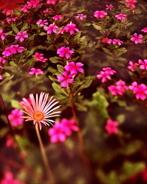 Flowers 1