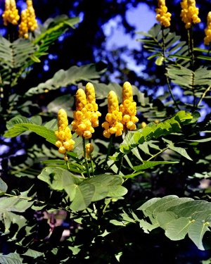 Flowers 3