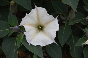 women artists Geogia O'Keefe jimson weed